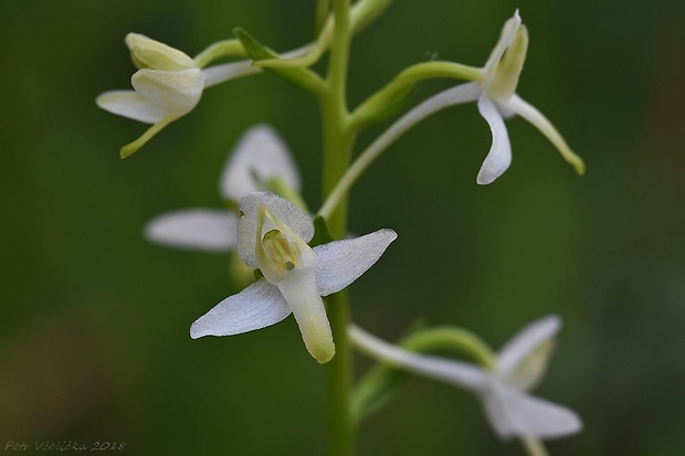 vemenník dvojlistý Platanthera bifolia (L.) Rich.