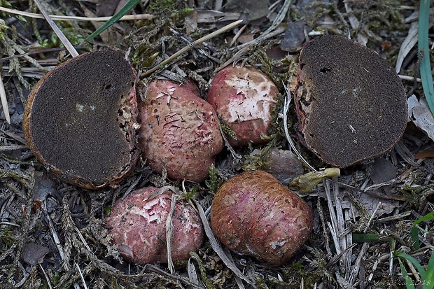 koreňovec červený Rhizopogon roseolus (Corda) Th. Fr.