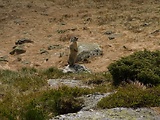 svišť horský tatranský