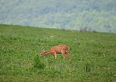 srna lesná