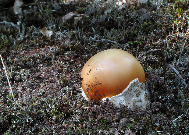 muchotrávka cisárska Amanita caesarea (Scop.) Pers.