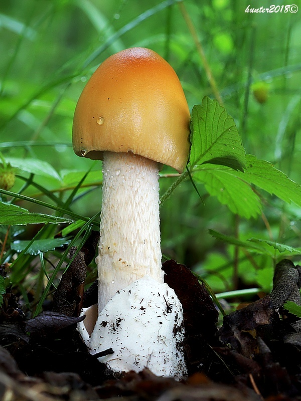 muchotrávka oranžová Amanita crocea (Quél.) Singer