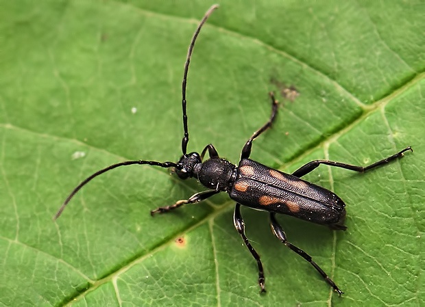 fuzáč Anoplodera sexguttata