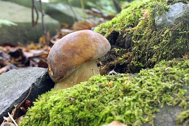 hríb dubový Boletus reticulatus Schaeff.