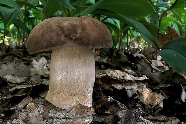 hríb dubový Boletus reticulatus Schaeff.