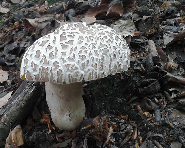 hríb dubový Boletus reticulatus Schaeff.