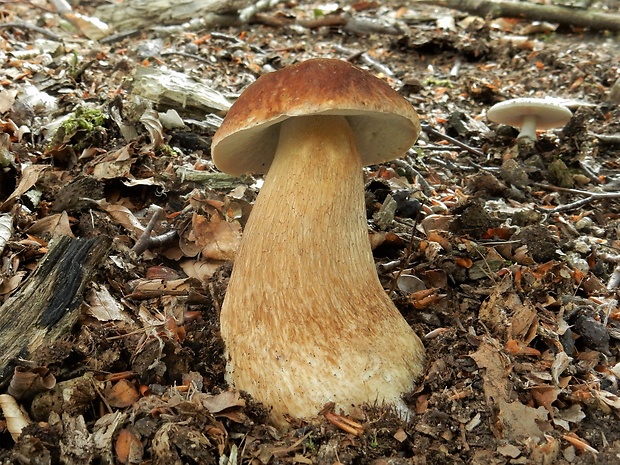 hríb dubový Boletus reticulatus Schaeff.