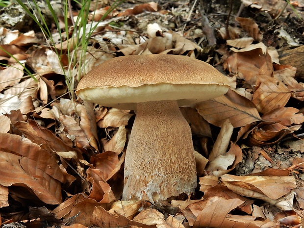 hríb dubový Boletus reticulatus Schaeff.