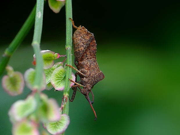 obrubnica štiavová Coreus marginatus