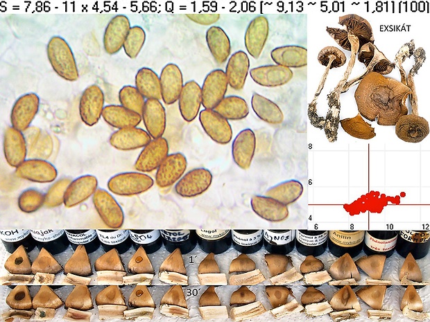 pavučinovec ostrolupeňový Cortinarius aciegemmascens Rob. Henry