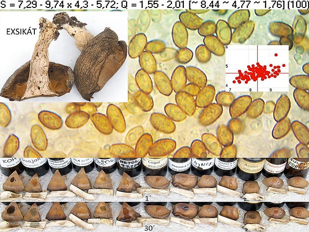 pavučinovec marhuľovožltý Cortinarius armeniacus (Schaeff.) Fr.