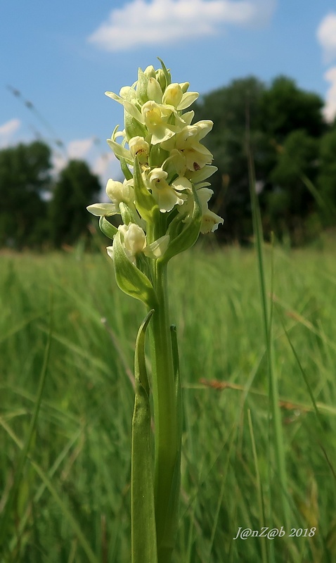 vstavačovec bledožltý Dactylorhiza ochroleuca (Wustnei ex Boll) Holub