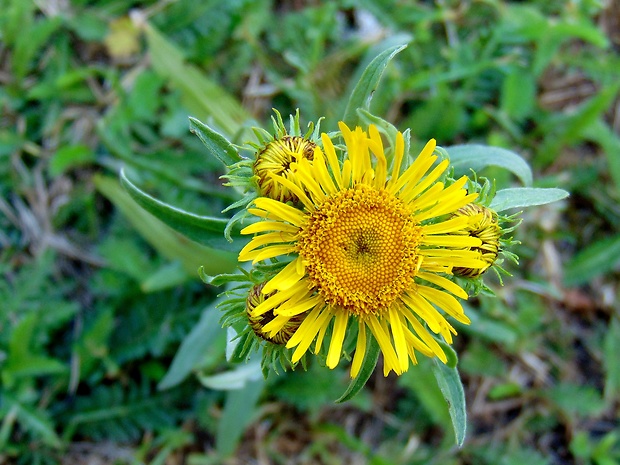 oman britský Inula britannica L.