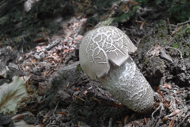 kozák dubový Leccinum aurantiacum (Bull.) Gray