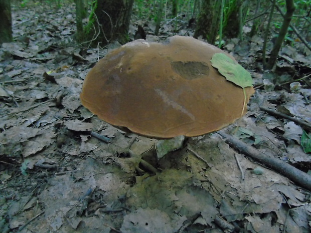 kozák topoľový Leccinum duriusculum (Schulzer ex Kalchbr.) Singer