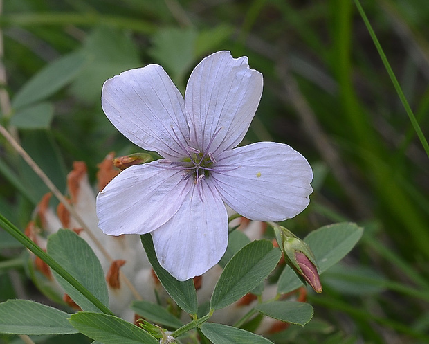 ľan tenkolistý Linum tenuifolium L.