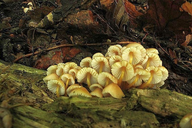 prilbička žltohlúbiková Mycena renati Quél.