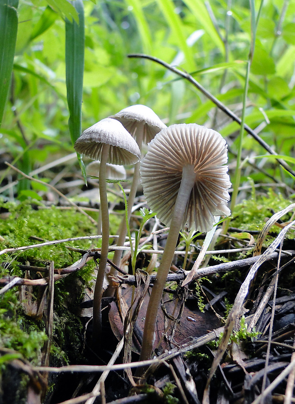 prilbička Mycena sp.