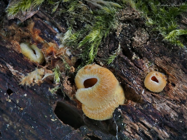 hlivník hniezdovitý Phyllotopsis nidulans (Pers.) Singer