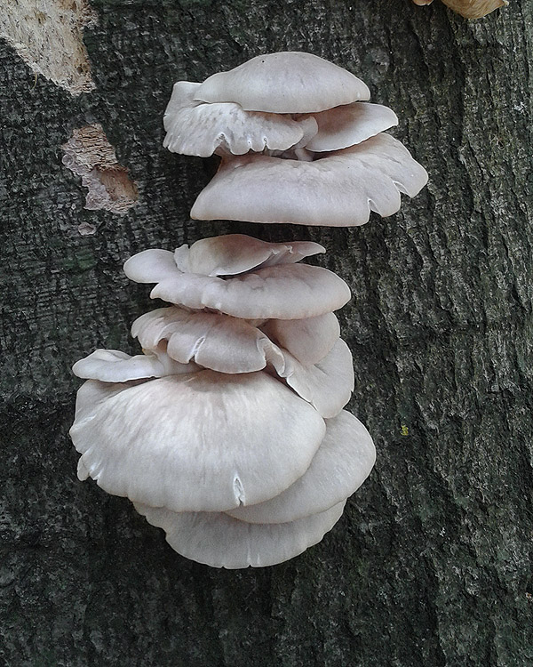 hliva buková Pleurotus pulmonarius (Fr.) Quél.