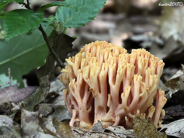 strapačka lososovoružová Ramaria subbotrytis (Coker) Corner