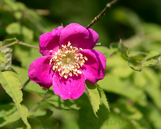 ruža Rosa sp.