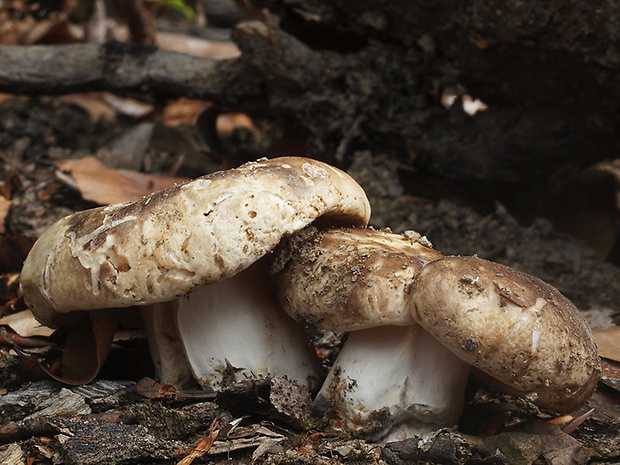 plávka počerná Russula adusta (Pers.) Fr.