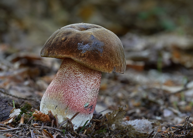 hríb zrnitohlúbikový Sutorius luridiformis (Rostk.) G. Wu & Zhu L. Yang