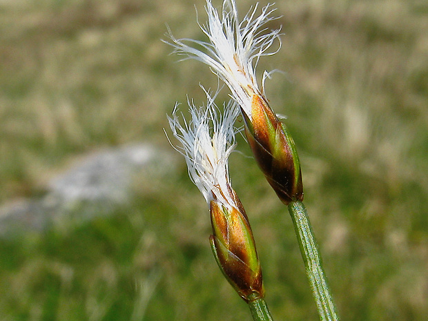 páperec alpínsky Trichophorum alpinum (L.) Pers.