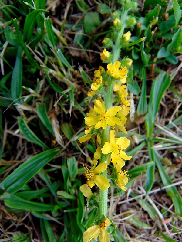 repík lekársky Agrimonia eupatoria L.