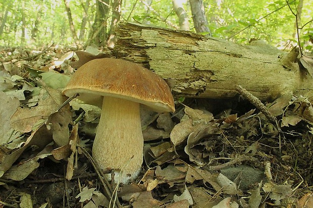 hríb dubový Boletus reticulatus Schaeff.