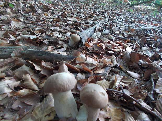 hríb dubový Boletus reticulatus Schaeff.