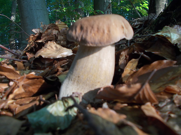 hríb dubový Boletus reticulatus Schaeff.