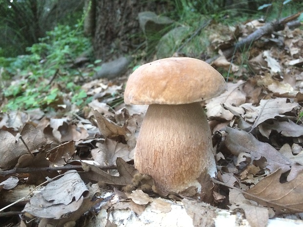 hríb dubový Boletus reticulatus Schaeff.