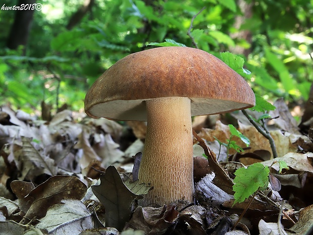 hríb dubový Boletus reticulatus Schaeff.