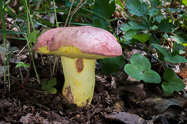 hríb kráľovský Butyriboletus regius (Krombh.) D. Arora & J.L. Frank