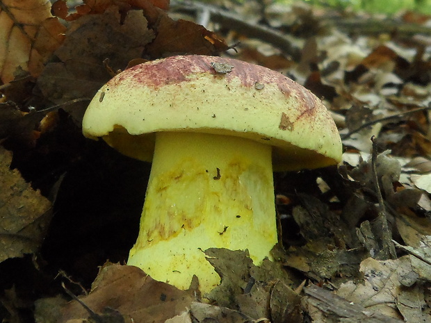 hríb kráľovský Butyriboletus regius (Krombh.) D. Arora & J.L. Frank