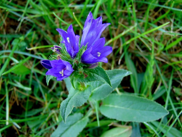 zvonček klbkatý Campanula glomerata agg. L.