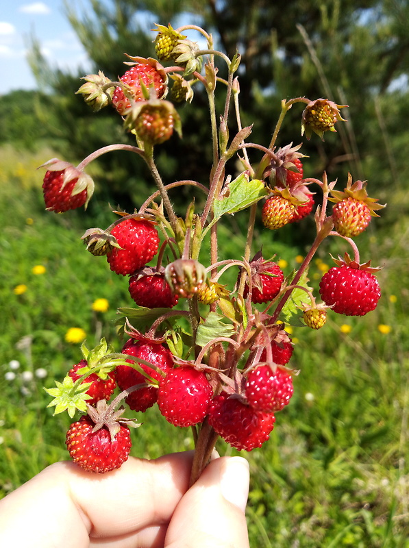 jahoda obyčajná  Fragaria vesca L.