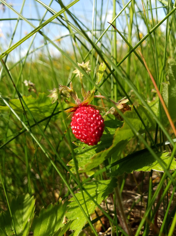 jahoda obyčajná Fragaria vesca L.