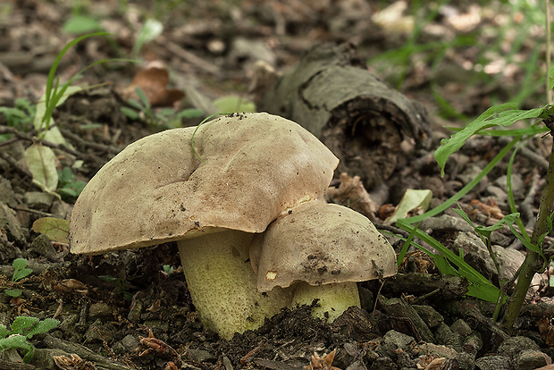 hríb plavý Hemileccinum impolitum (Fr.) Šutara