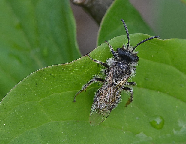 včielka Lasioglossum sp