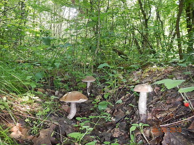 kozák topoľový Leccinum duriusculum (Schulzer ex Kalchbr.) Singer