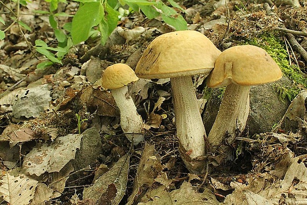 kozák hrabový Leccinum pseudoscabrum (Kallenb.) Šutara