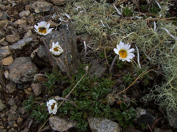 pakrálik alpínsky tatranský Leucanthemopsis alpina subsp. tatrae (Vierh.) Holub