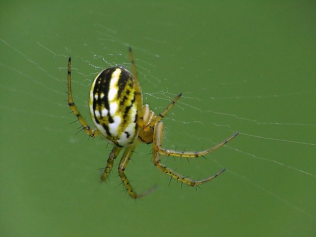 križiak lúčny Mangora acalypha