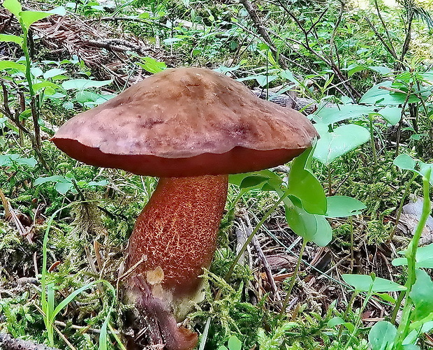 hríb zrnitohlúbikový červený Neoboletus luridiformis var. rubropileus (Dermek) Šutara