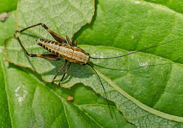 kobylka hnedastá Pholidophera griseoaptera ? nymfa