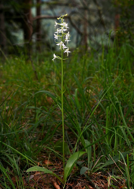 vemenník dvojlistý Platanthera bifolia (L.) Rich.