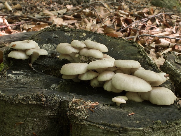 hliva lievikovitá Pleurotus cornucopiae (Paulet) Rolland